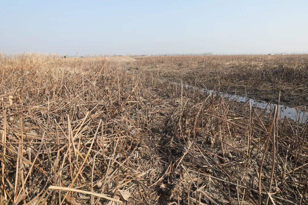 【新春走基层】湖藕喜丰收 新春采摘忙