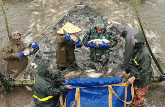春季首捕,丰收成果映濠河