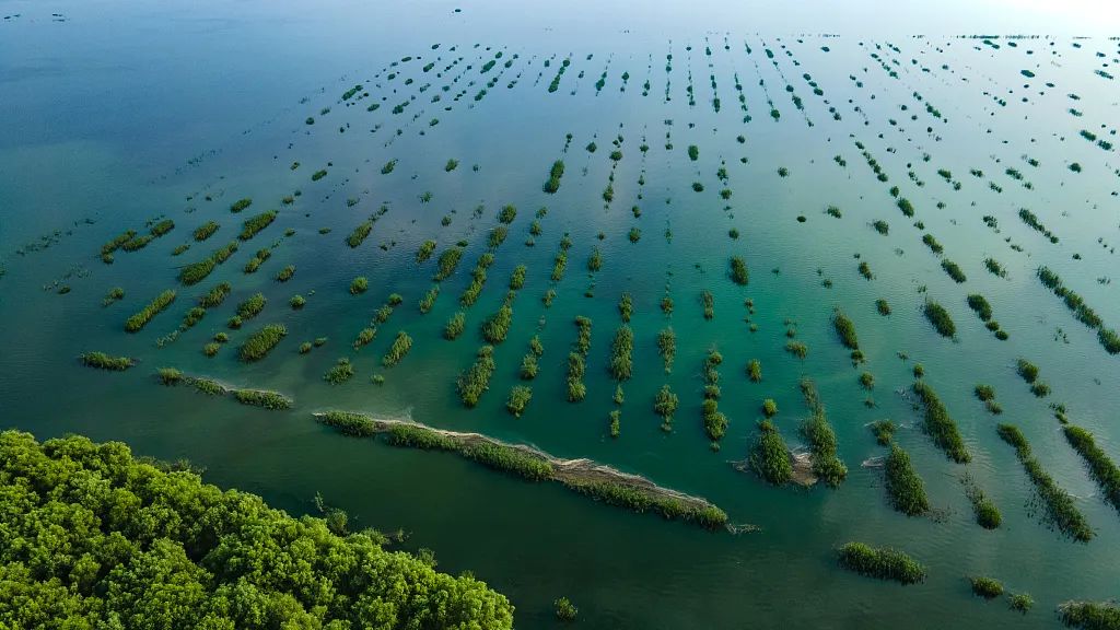 央媒看君山 | 中国国际电视台宣传君山区三资改革:采桑湖成为了鸟的天堂