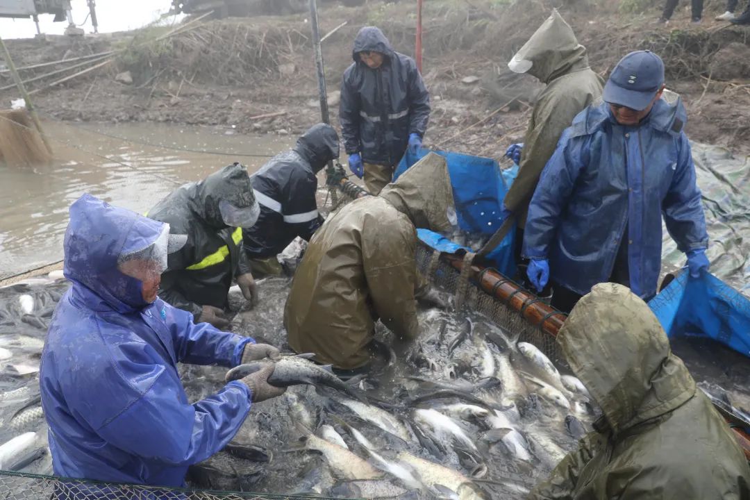 君山在线报道我公司采桑湖渔场年前的最后一次冬捕