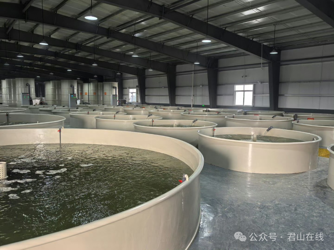 【君山在线报道】我公司陆基工厂化设施渔业养殖走出“零污染”绿色循环养殖新模式